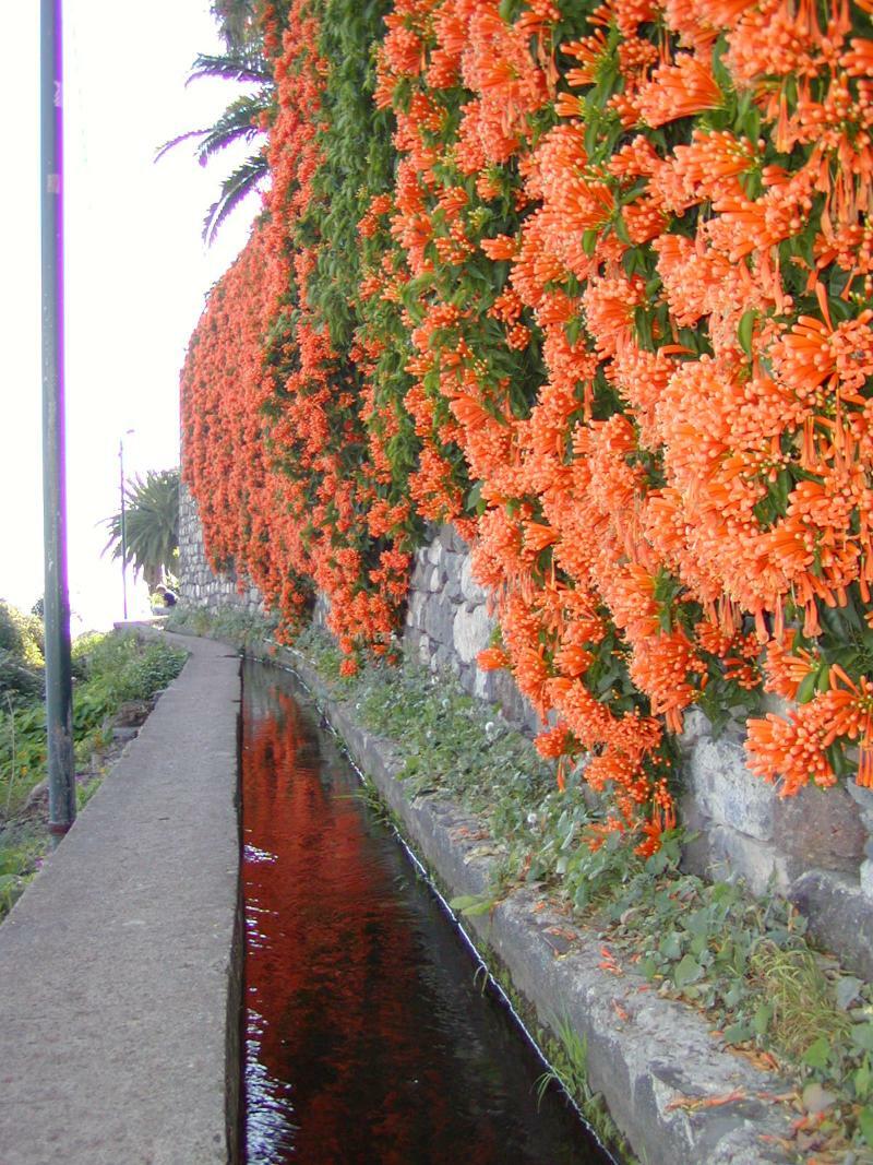 Vila Marta Aparthotel Funchal  Exterior foto